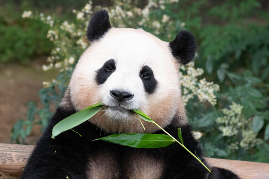 picture of a panda