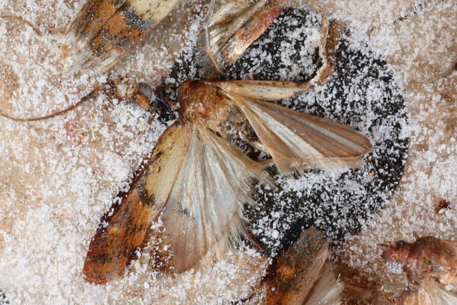 What to do when you find pantry moths - Insight Pest Control
