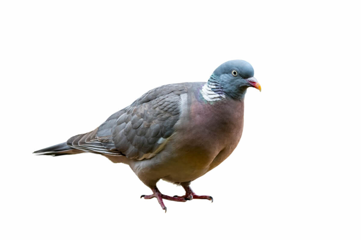 Pigeon Facts & Information