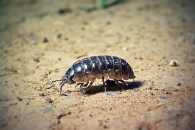 image of a pillbug