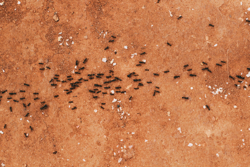 Proven Strategies to Prevent Ant Colonies from Taking Over Your Home