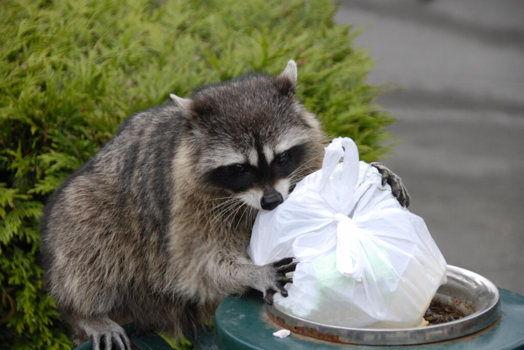 picture of a raccoon eating trash
