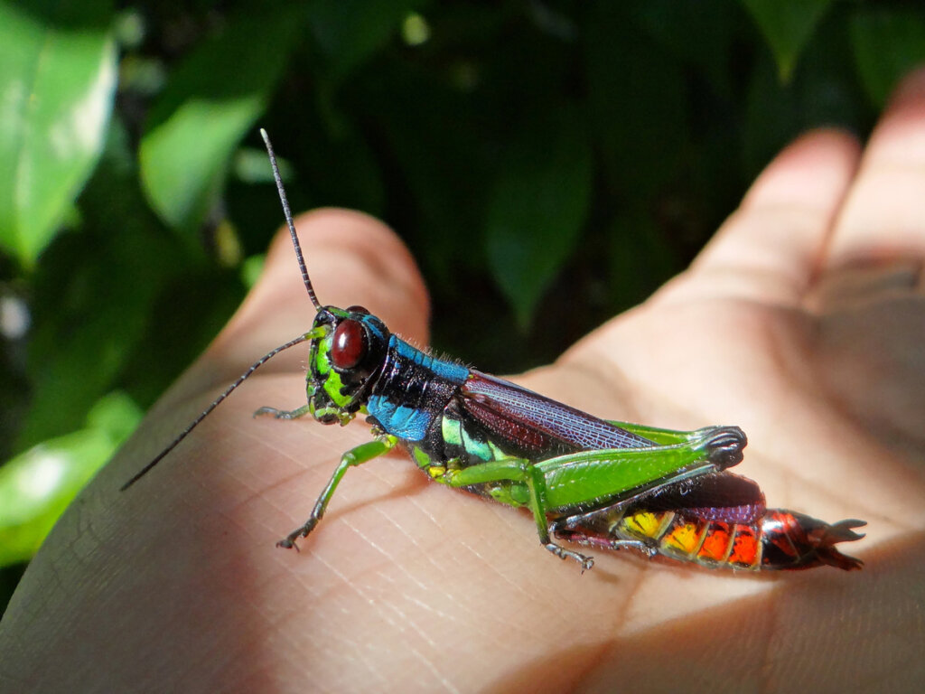 An exotic and very weird grasshopper found in a National Ecological Park in Central Mexico.