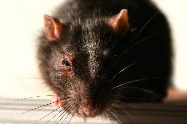 Close Up Rat