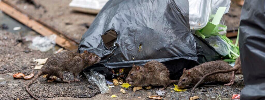 Three dirty mice eat debris next to each other. Rubbish bag On the wet floor and very foul smell.