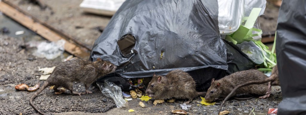 Rats eating garbage