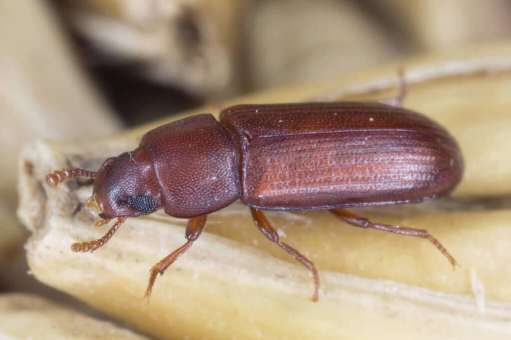 Red Flour Beetle Facts & Information