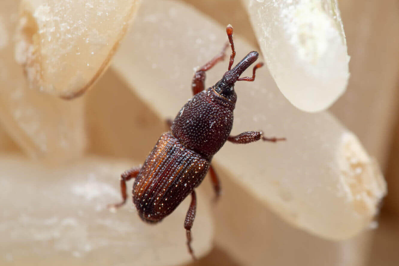 Rice weevil and Grain weevil