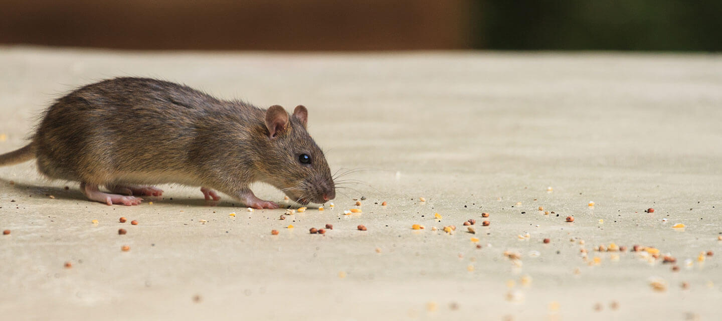 Rodent Exterminator, Rodent Control Services Western Pest Services