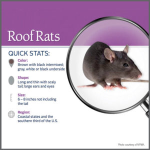 norway rat vs roof rat roof rat vs norway rat