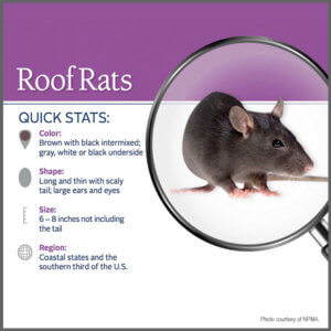 Roof Rat Vs Norway Rat Differences Appearance Behavior