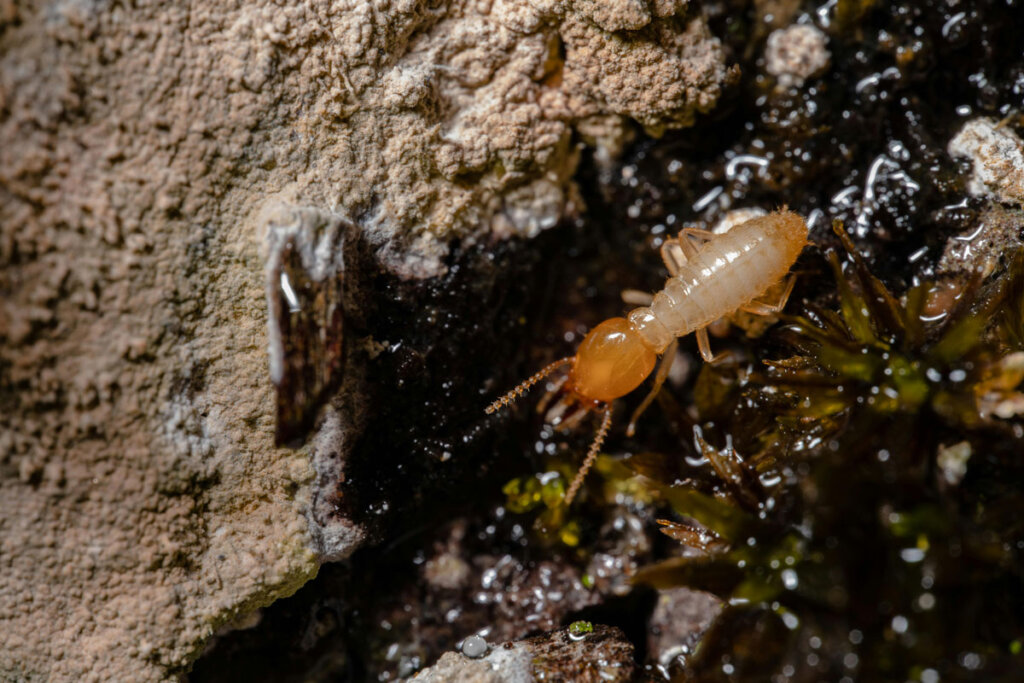 Seasonal Pest Activity What to Expect & How to Stay Protected Year-Round