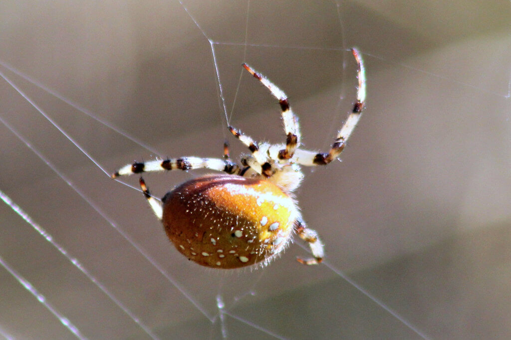 shamrock orbweaver