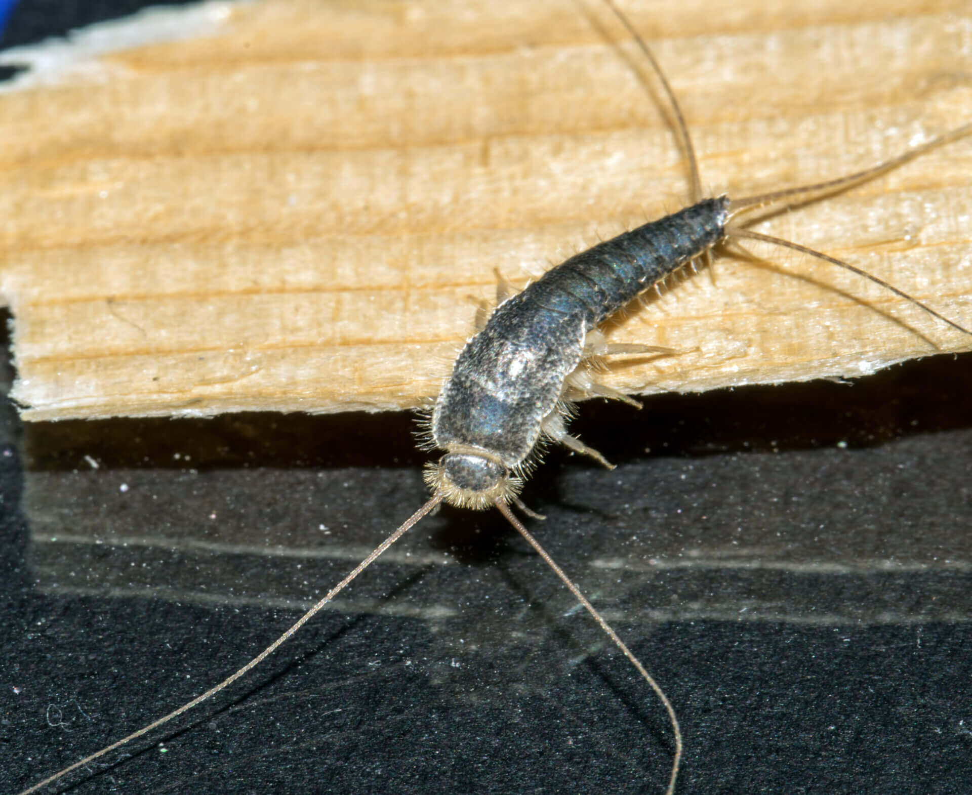 What Do Baby Silverfish Look Like 