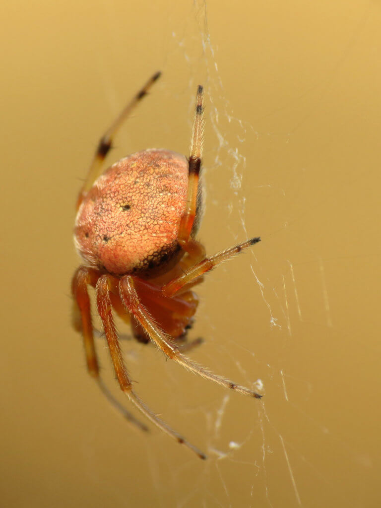 six spotted orbweaver