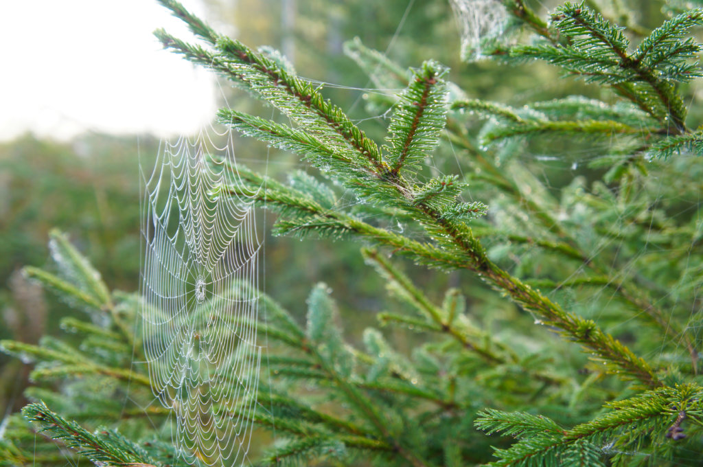 Fir tree with spider web in forest