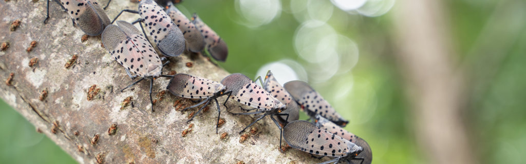 An infestation of spotted lanternflies preparing to destroy a crop near you