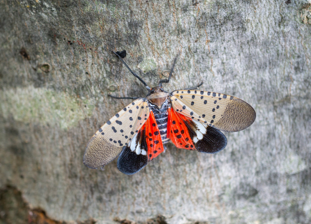 spotted lanternfly resting on a tree with its wings open