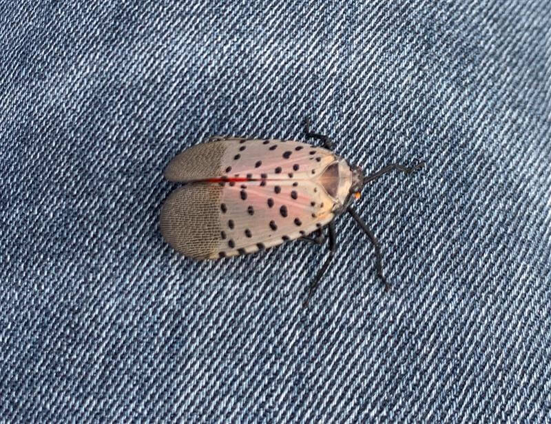 close-up photo of spotted lanternfly