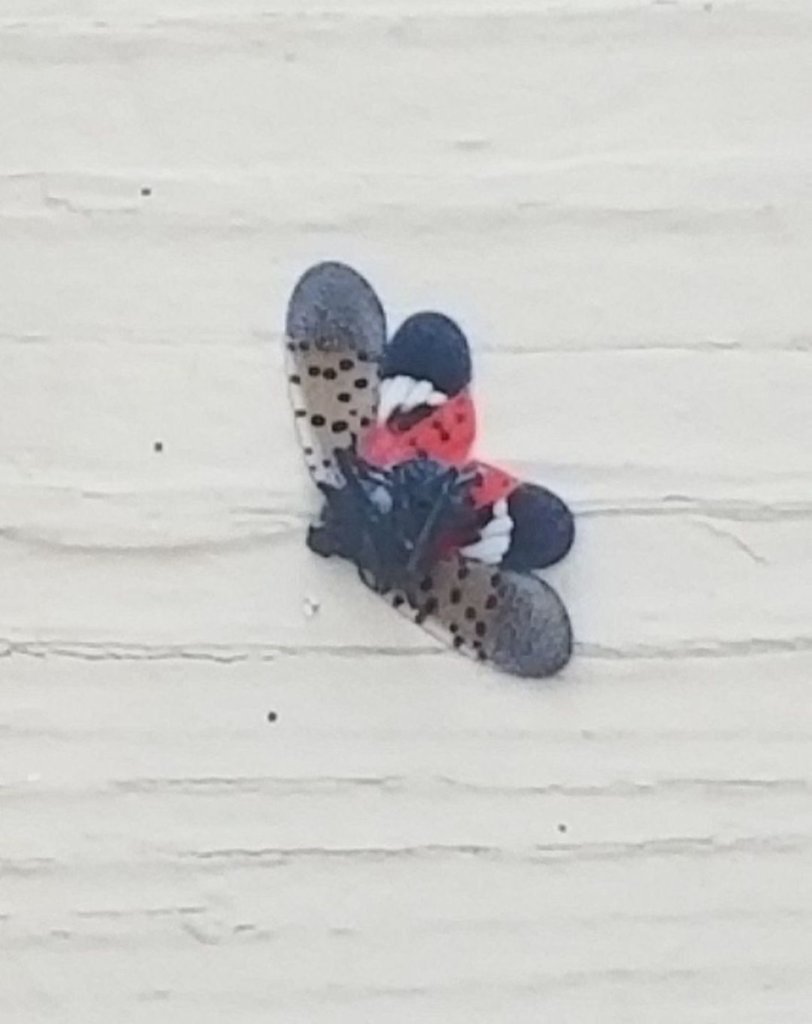 a crushed spotted lanternfly