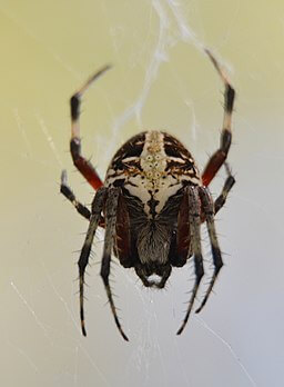 red spotted orbweaver