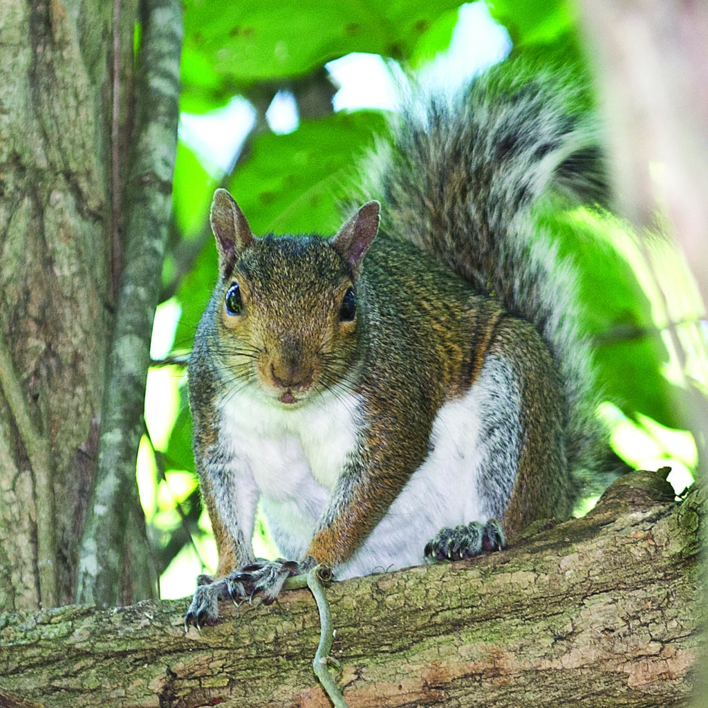 Western provides squirrel exclusion services