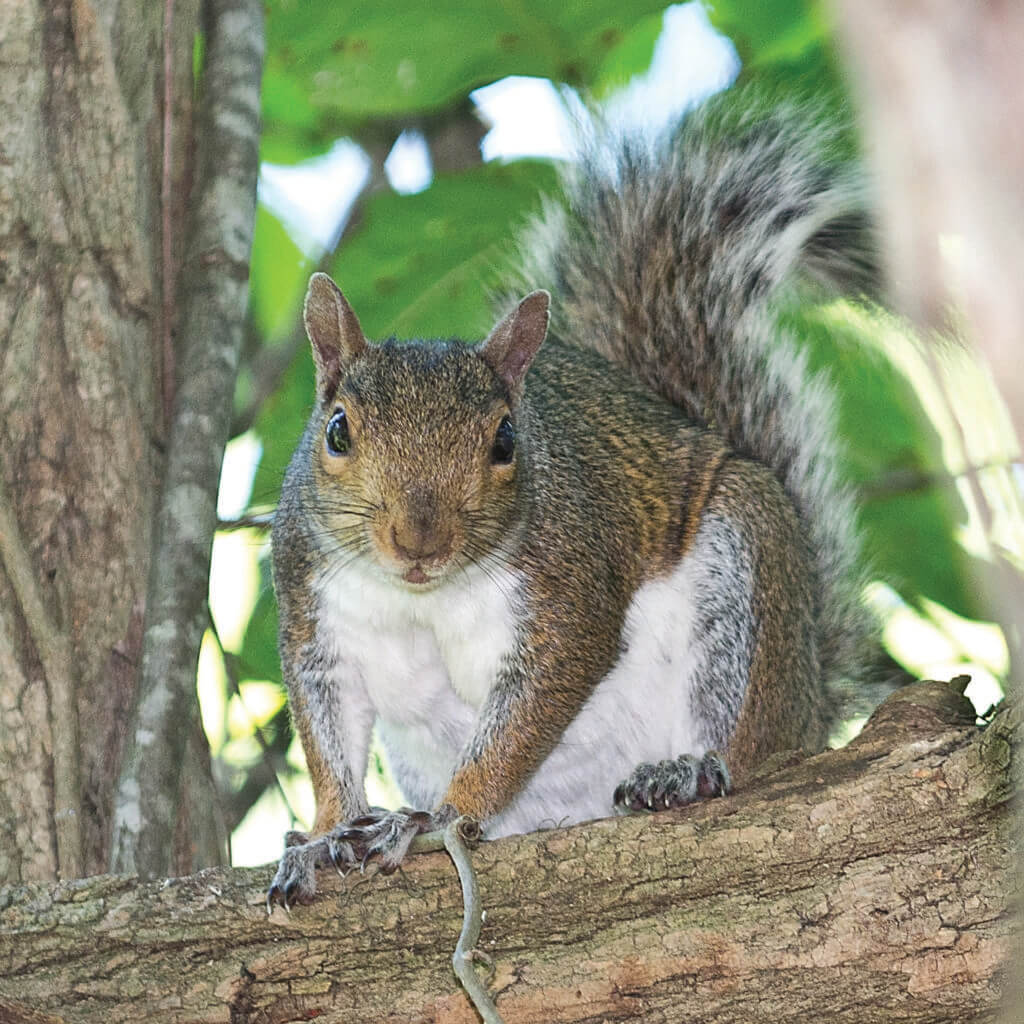 Western provides squirrel exclusion services