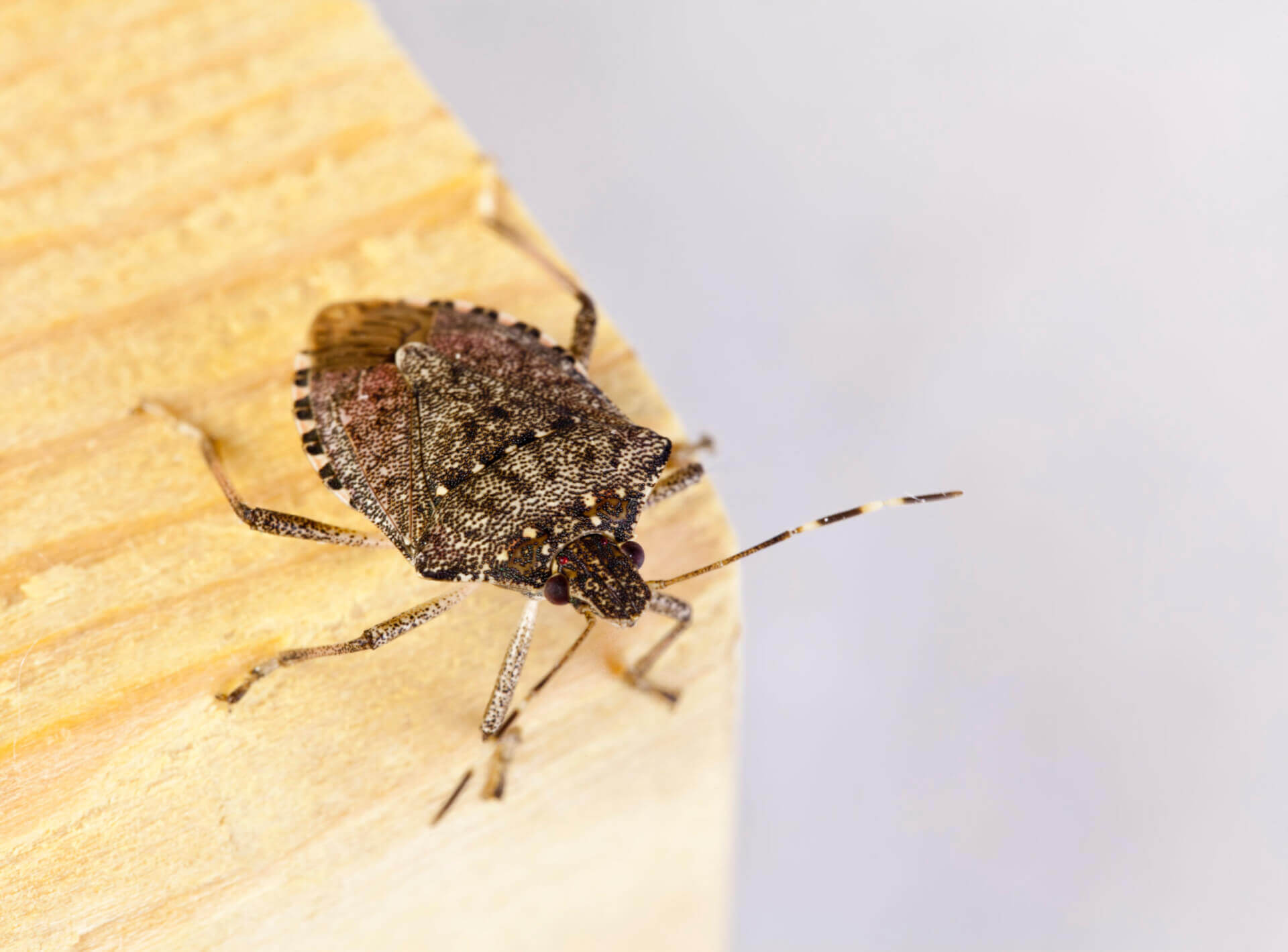 what attracts stink bugs into your house