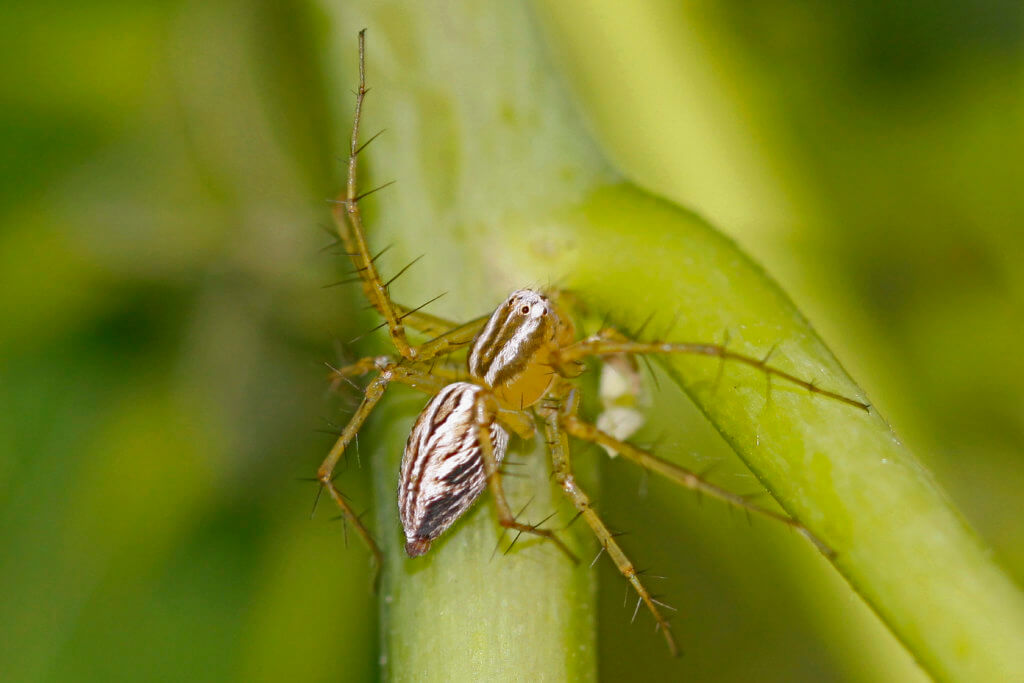 striped lynx spider