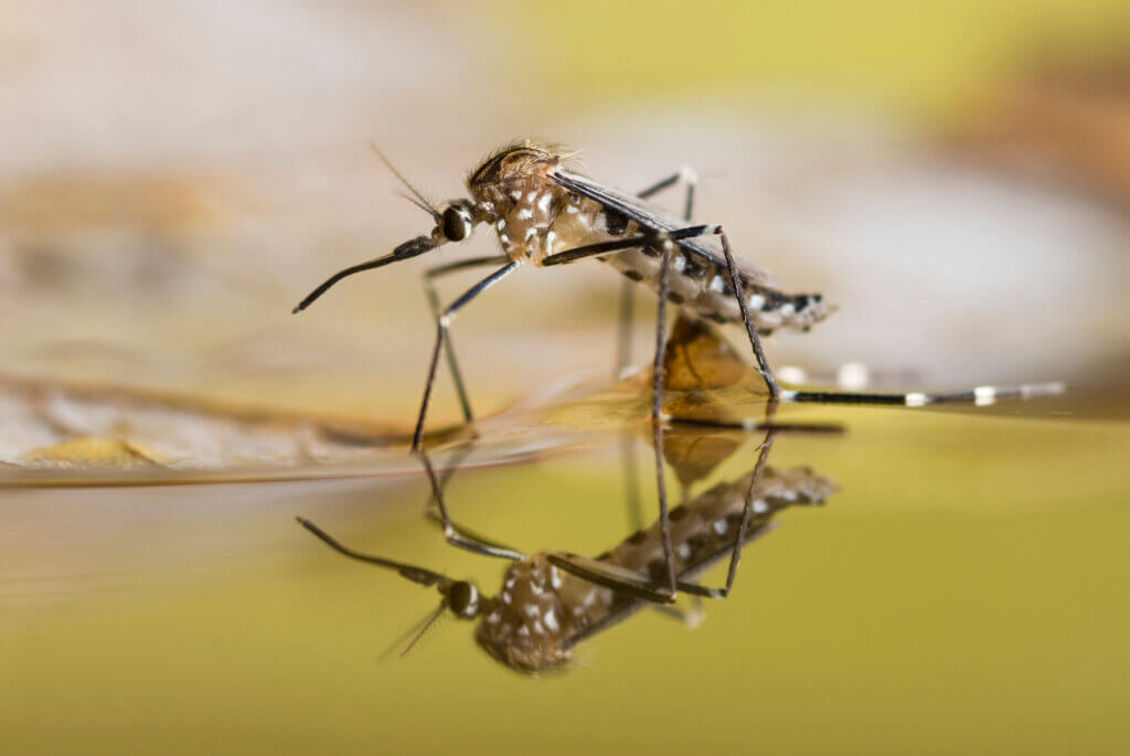 Black and white spotted mosquito on the surface of liquid