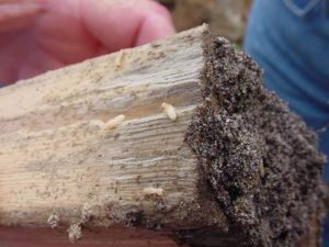 Termite Damage to a Wood Beam