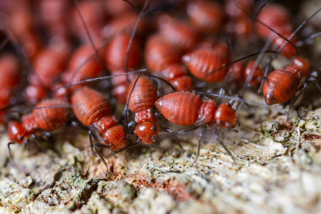 The Hidden Dangers of Termites: How They Destroy Your Home from the Inside Out