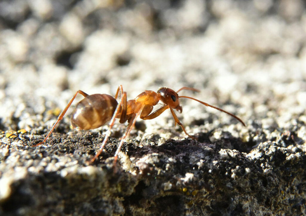 The Most Effective Ways to Get Rid of Ants in Your Home for Good