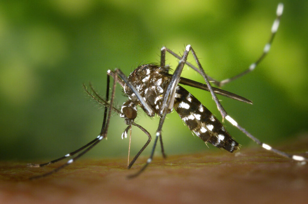 The Truth About Mosquitoes and Standing Water: How to Stop Them Before They Multiply
