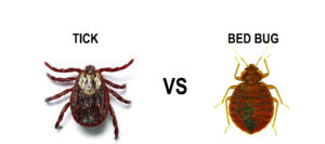 tick vs bed bug ticks in bed bed bug or tick