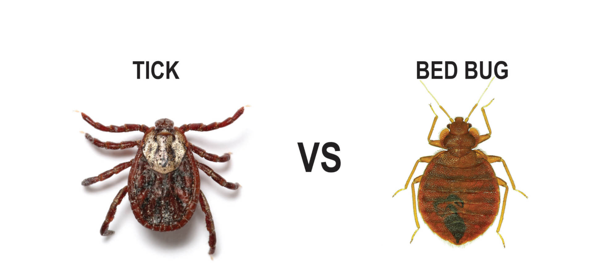 Ticks vs Bed Bugs: The Difference Between Ticks &amp; Bed Bugs