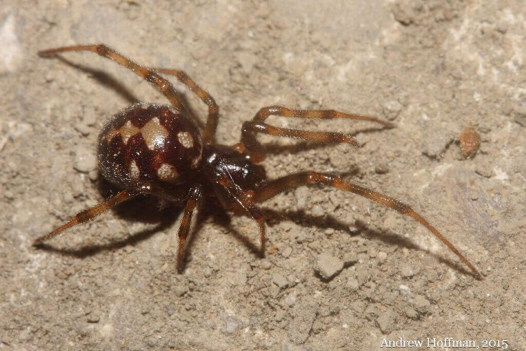 Common House Spider - Spiders in Sutton Massachusetts