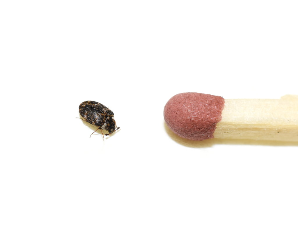 varied carpet beetle next to a matchhead for scale