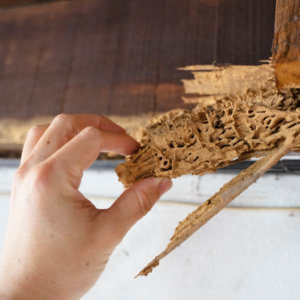 Western technician inspecting termite damage