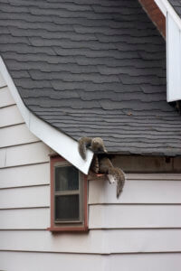 a squirrel looking for an entry point to make a nest in a home's attic