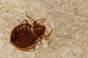 close up image of a bed bug on clothing
