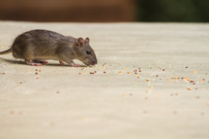 A rat found a feast in a healthcare facility cafeteria
