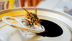 a wasp sits atop a soda can waiting to sting an unsuspecting resident