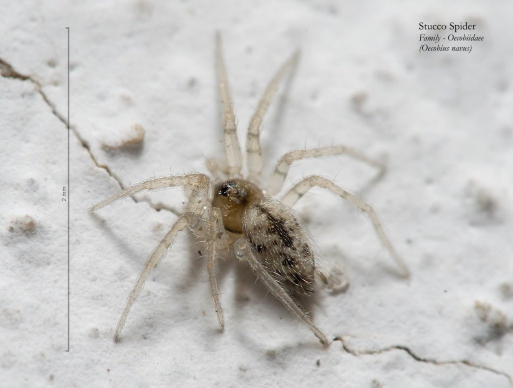 wall spider