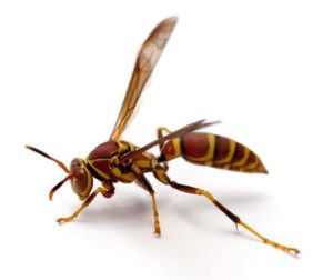 Image of Paper Wasp