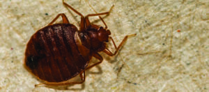 closeup of bed bug