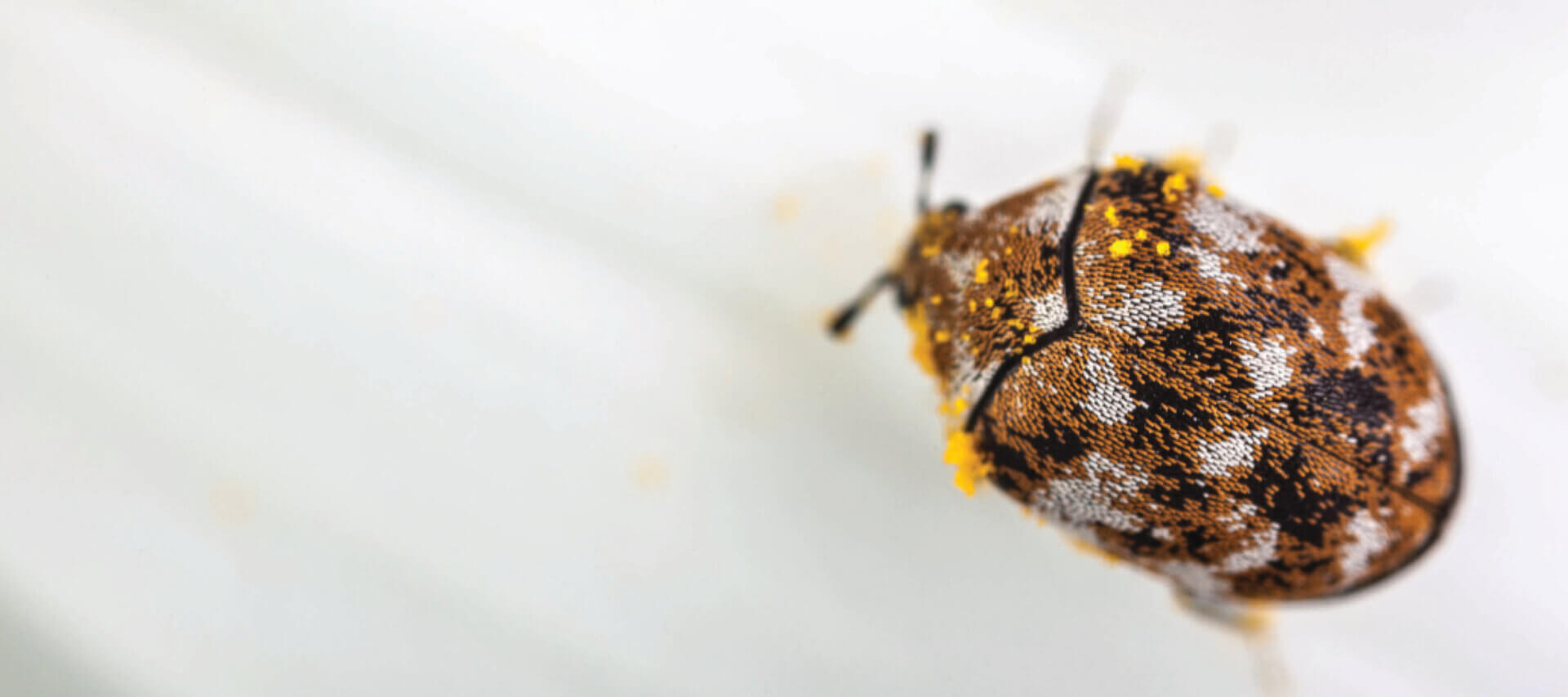 Get Rid of Carpet Beetles Infestation Removal Western Pest Services