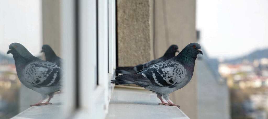 commercial bird control & deterrents for your business
