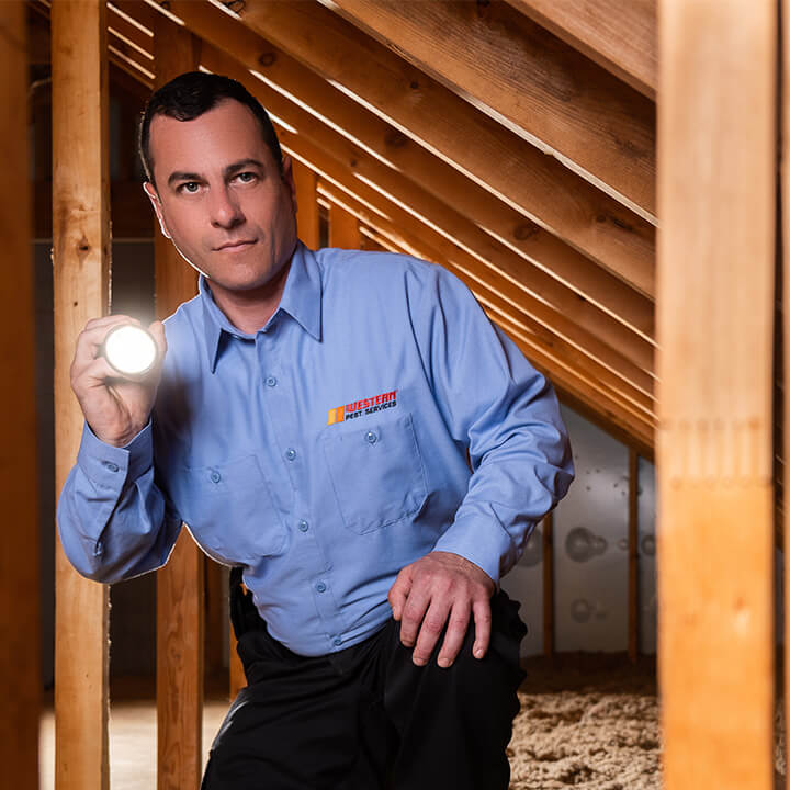 pest control technician inspecting attic
