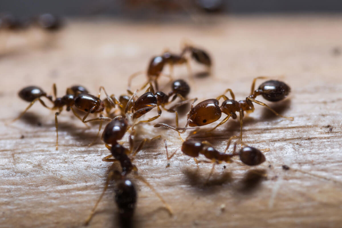 Pest Control